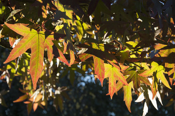 feuilles d'&eacute;rable en automne