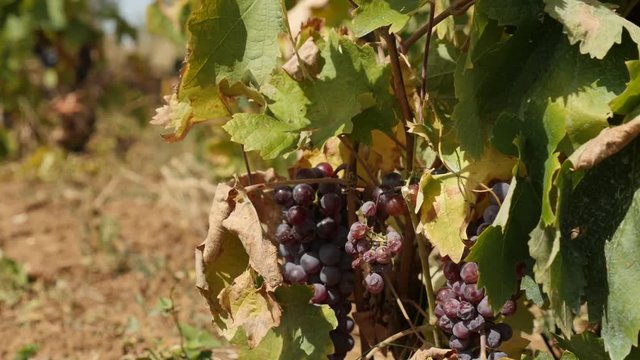 Harvesting Vitis vinifera plant footage - Common grape vine fruit cutting with scissors 