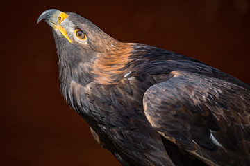 Golden eagle