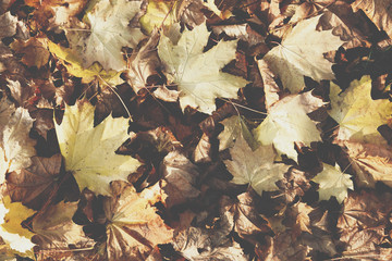 Season of beautiful autumn leaves. Nature background.