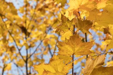 Naklejka na ściany i meble Season of beautiful autumn leaves. Nature background.