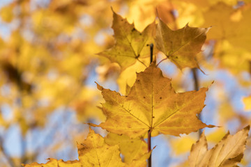 Naklejka na ściany i meble Season of beautiful autumn leaves. Nature background.