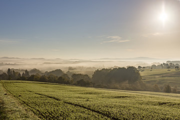 rural landscape fog mist morning trees forest hill wind turbines