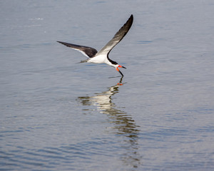 Black Skimmer Skimming
