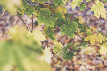 Season of beautiful autumn leaves. Nature background.