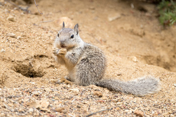 Naklejka na ściany i meble California Ground Squirrel Eating