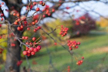 Season of beautiful autumn leaves and red small fruits. Nature background.
