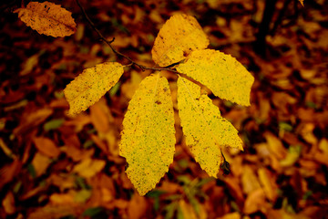jesienne liście © Pawel Gruntowicz