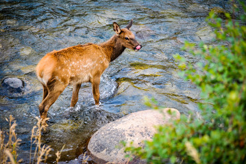 Baby Elk Sticks Out Tongue 