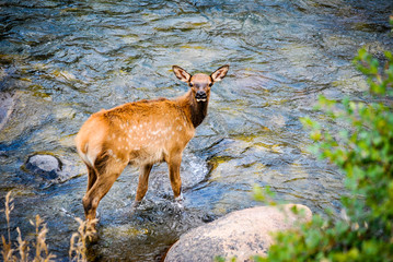 Baby Elk in Creek