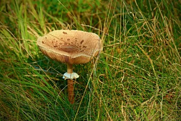 Single parasol mushroom in long green grass in the forest