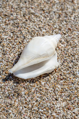 Close up of ocean white shell on the sand background