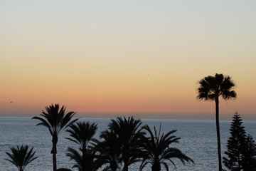 Obraz na płótnie Canvas Palmen am Meer im Abendlicht