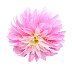 single pink flower dahlia