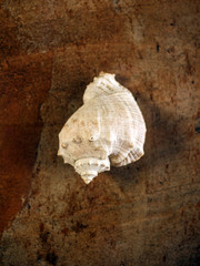shell of Veined rapa whelk