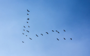 Birds in flight