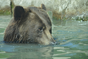 Obraz na płótnie Canvas Grizzly bear in the water