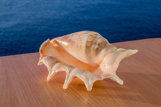 Beautiful seashell on the wooden table, on the smooth sea landscape, closeup