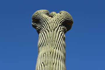 Crested Saguaro - Kaktus mit Mutation