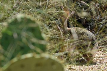 Baumwollschwanzkaninchen (Sylvilagus)