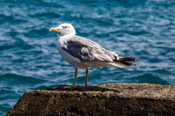 A seagull sits on a rock against the background of the sea