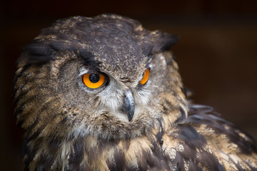 Eagle Owl