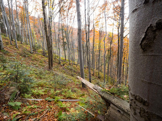 Jesień w puszczy bukowej © JDziedzic