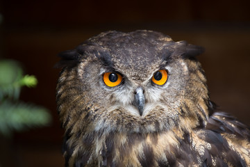 Eagle Owl