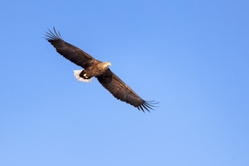 A white tailed eagle glides through the air against a background of blue sky.