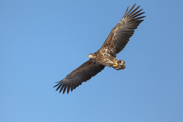 Fototapeta premium A white tailed eagle glides through the air against a background of blue sky.