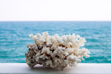 White coral, beautiful closeup on the sea background