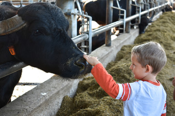 The Cow Connection
