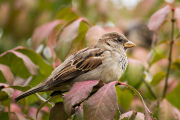 Bird