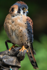 American kestrel