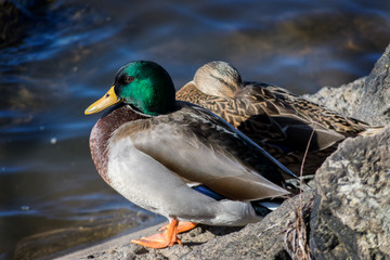 Ducks