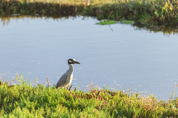 Every watchful bird eye