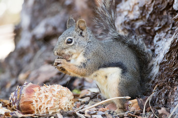 Douglas Squirrel Eating