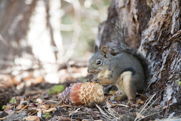 Douglas Squirrel Eating