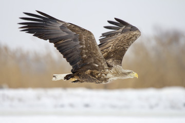 Orlan white-tailed in winter.