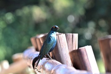Glossy Starling 