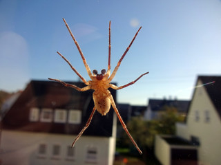 closeup of a spider at a window, wolf spider tarantula in Germany © Frank