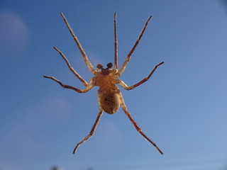 closeup of a spider at a window, wolf spider tarantula in Germany © Frank