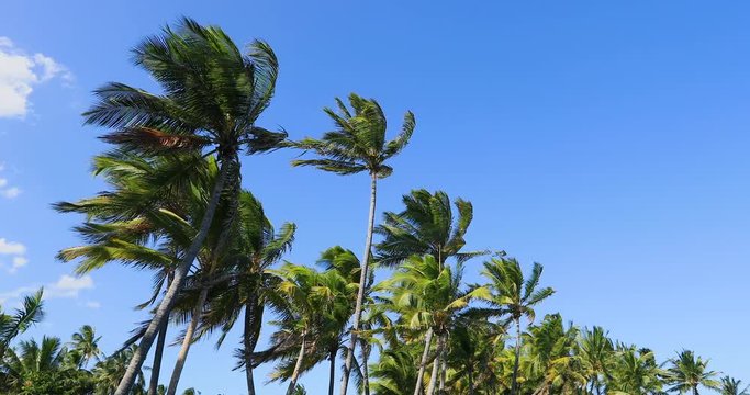 Tropical palm trees in wind blue sky Hawaii. Vacation travel destination. Big Island, largest, most volcanic active location. Rain forest environment and landscape. River and stream with waterfalls.