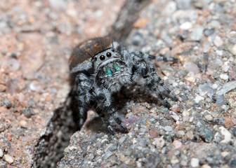 Jmping Spider