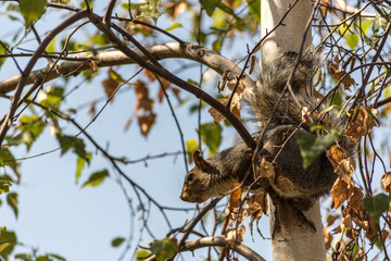 Squirrel In Tree
