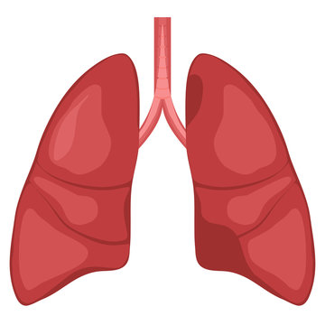 Human Lung anatomy diagram
