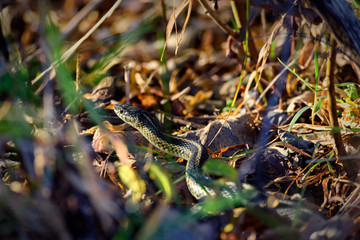 Snake in the Grass