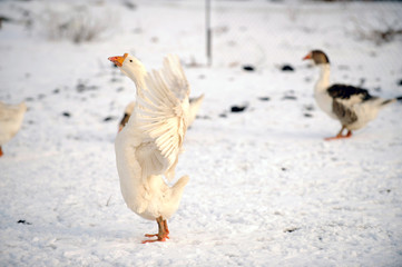 A large important goose went for a walk on a sunny winter day