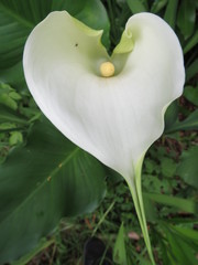 Obraz premium Flower