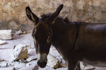 donkey mountain